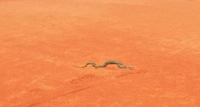 Tennis: serpente in campo, paura in Germania