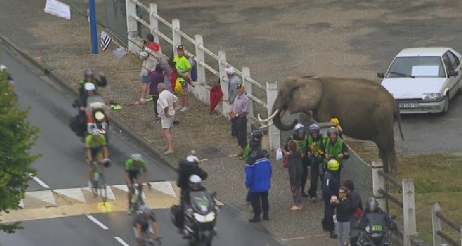 Elefante al Tour, Foto da Twitter Elefante al Tour, Foto da Twitter