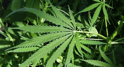Marijuana, Foto dal Web Marijuana, Foto dal Web
