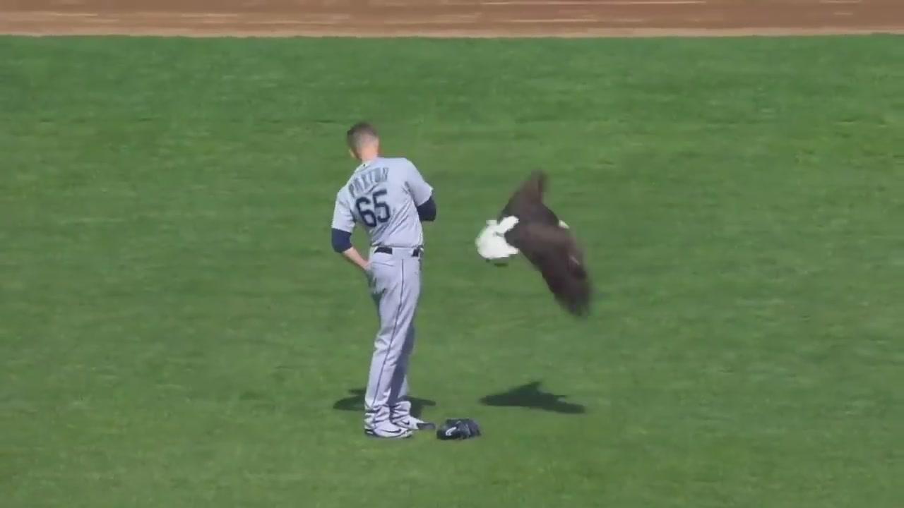 Baseball, per giocare bisogna evitare anche un'aquila
