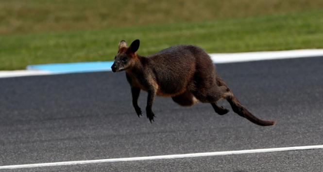 RN - MotoGp, Viñales vince in Australia. Dovizioso sul podio | Notizie Sportive